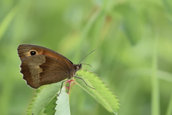 Schmetterling Makro