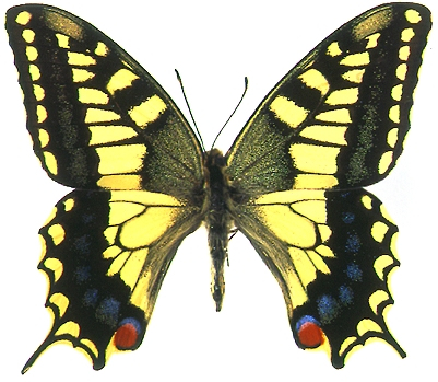 insect collection drawer museum